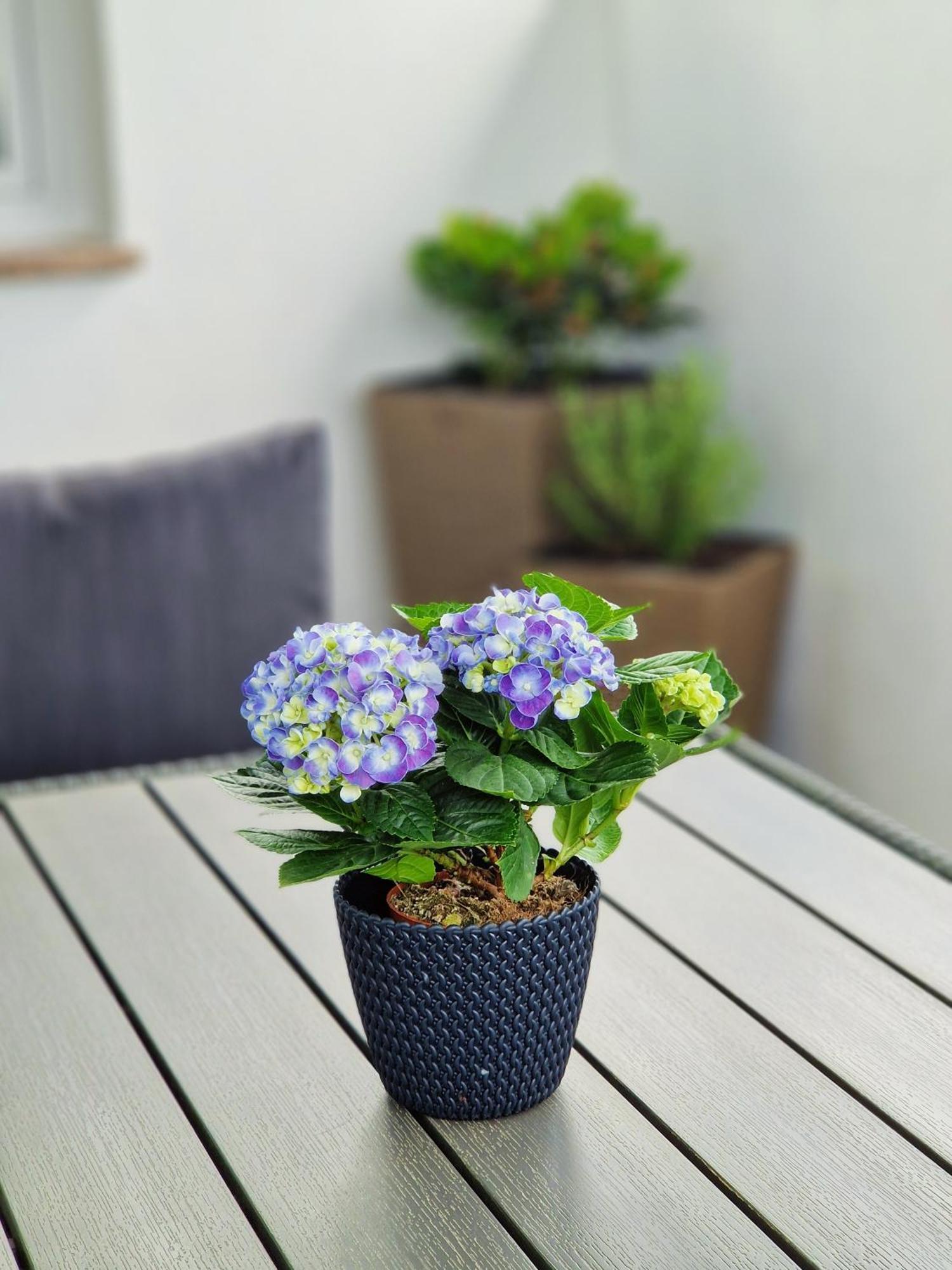 Apartments Jasna Ровин Екстериор снимка